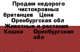 Продам недорого чистокровных британцев › Цена ­ 1 500 - Оренбургская обл. Животные и растения » Кошки   . Оренбургская обл.